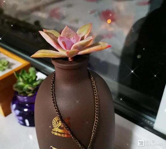 种植红酒葡萄的技巧与建议