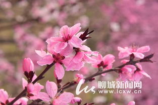 山东海棠企业营销策划有限公司