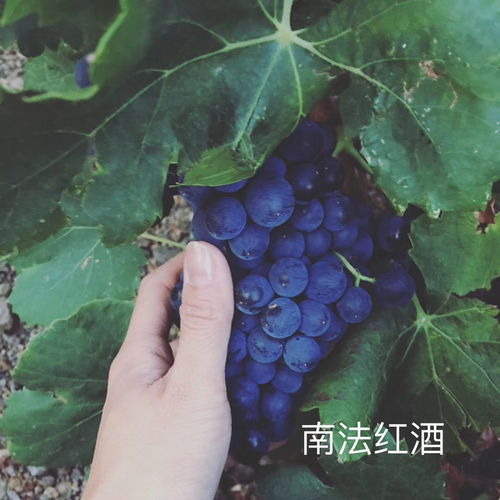 羊脂红玉多少钱