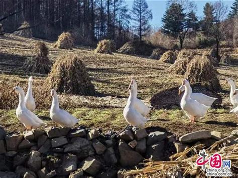 旅游审美需求动机四个类型