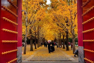 南京秋季旅游最好的时间