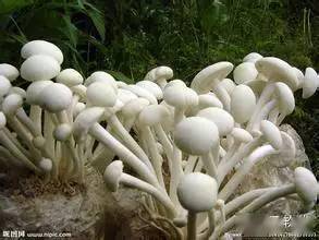 食用菌多糖对肺癌有用吗