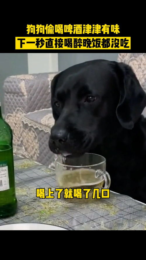 狗能不能喝酒和雪碧