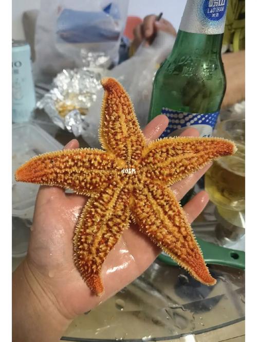 威海赶海海星