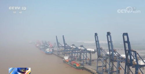 守护生命之翼华泰证券携手江苏滨海湿地，共筑候鸟迁飞安全通道
