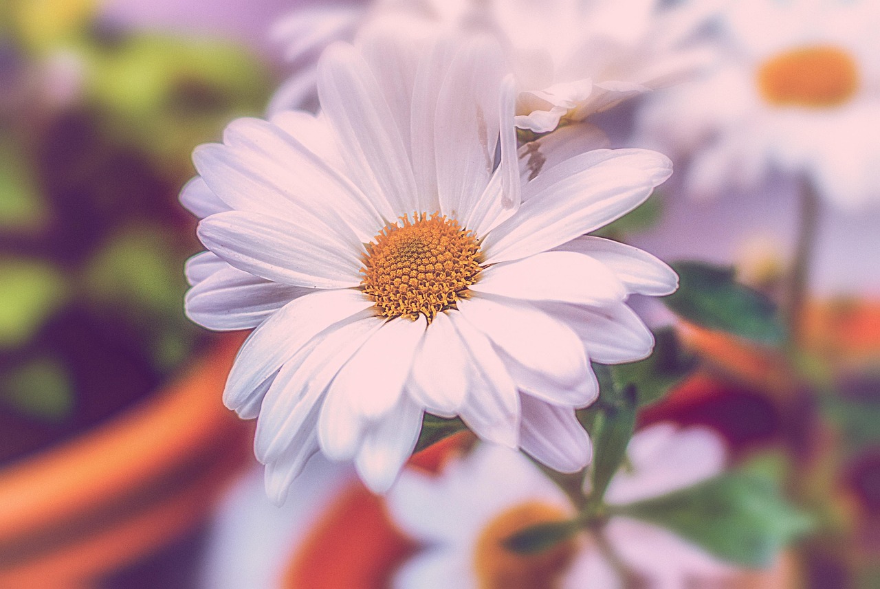 花与月，自然之美的诗意对仗