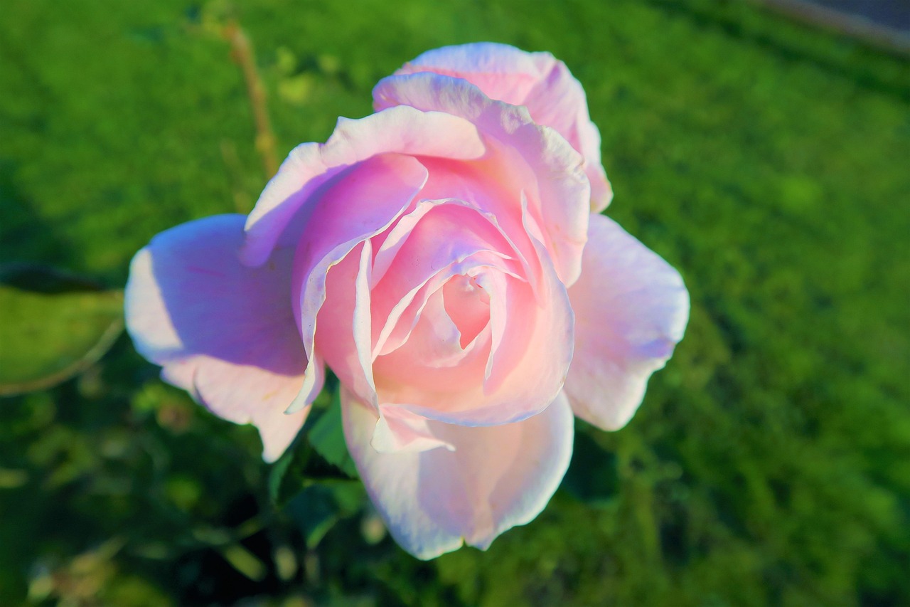 花语的秘密，花朵背后的浪漫与传说