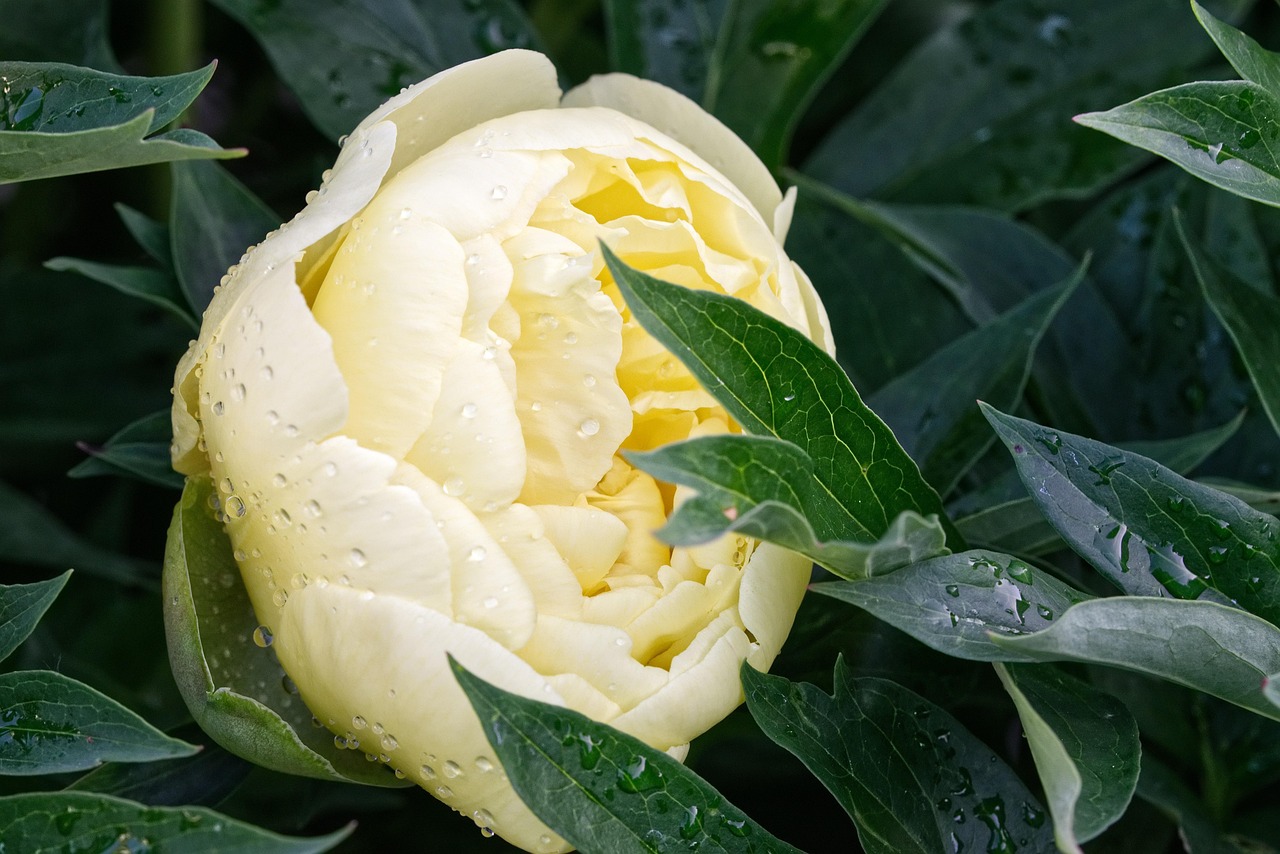 花花世界，探索花花一词的多重含义与文化意蕴